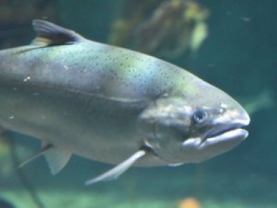 Salmón coho gana terreno en Chile: estudio proyecta que su crecimiento seguirá en los próximos años