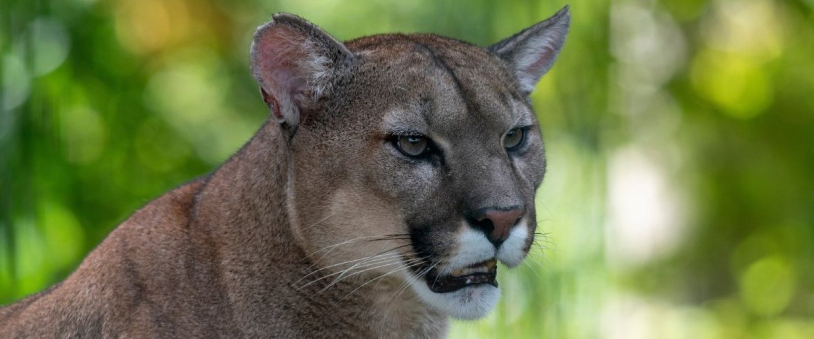 Advierten que pumas podrían cruzar el Puente Chacao e ingresar a Chiloé: expertos piden medidas preventivas