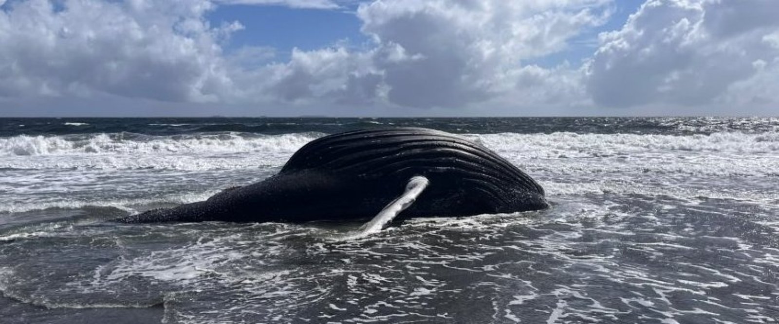 Ballena jorobada juvenil aparece muerta en Maullín: necropsia buscará determinar qué ocurrió