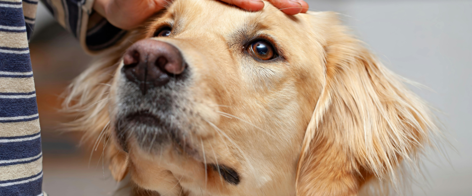 Veterinaria de COVEPA explica cómo prevenir parásitos en mascotas y proteger a las familias