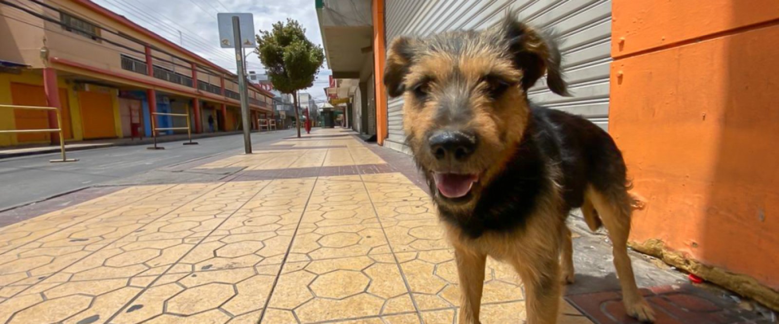 Perro recibió radioterapia en Hospital Base de Valdivia