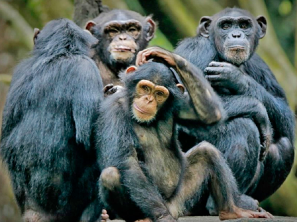 Igual que humanos: Estudio revela que simios tienen 