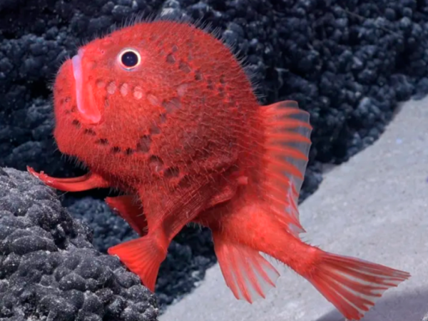 Descubren más de 50 nuevas especies submarinas en costas de Chile y Rapa Nui
