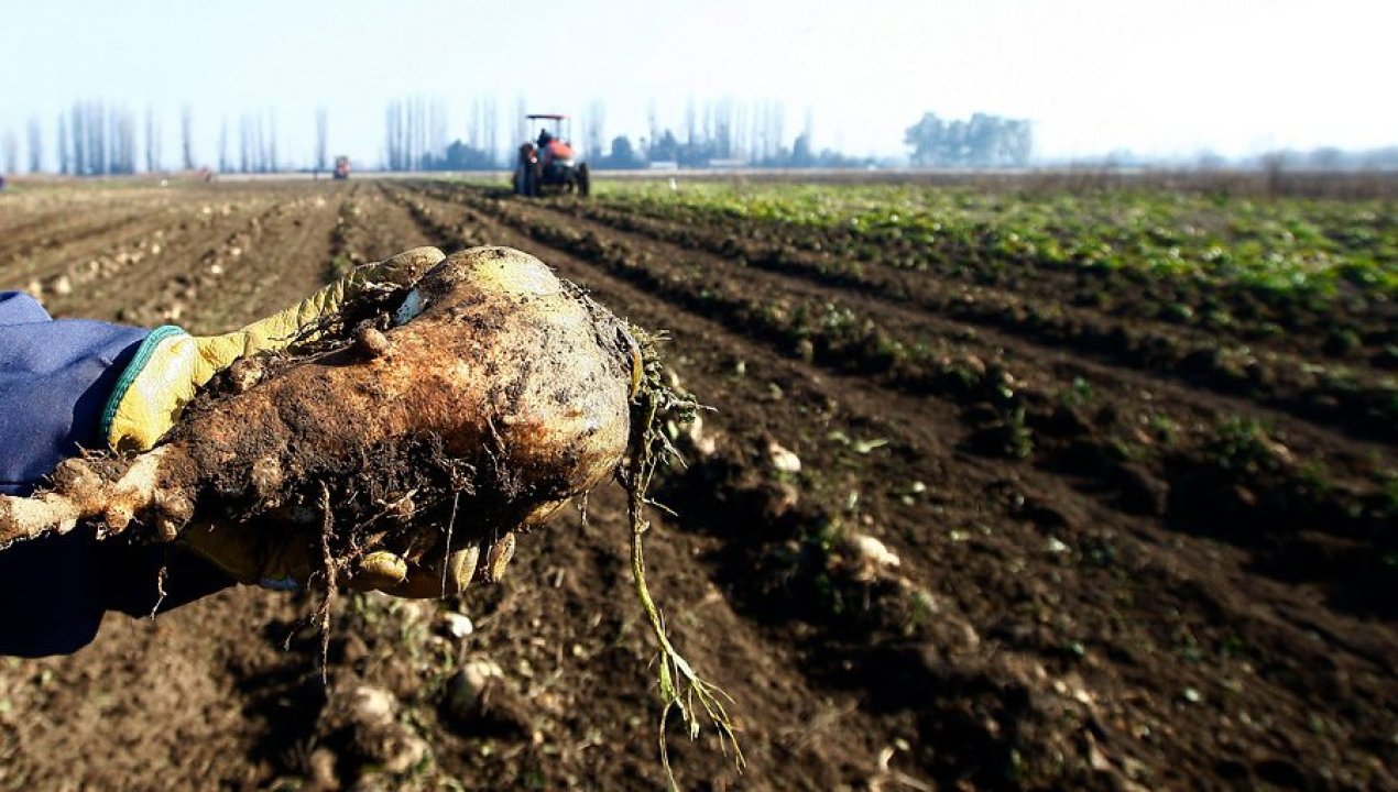 /regionales/region-del-nuble/subsecretario-de-agricultura-aborda-crisis-remolachera-y-situacion-de